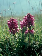 Pedicularis verticillata