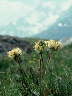 Pedicularis tuberosa