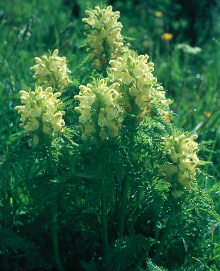 Pedicularis foliosa