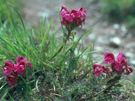 Pedicularis rostrato-capitata