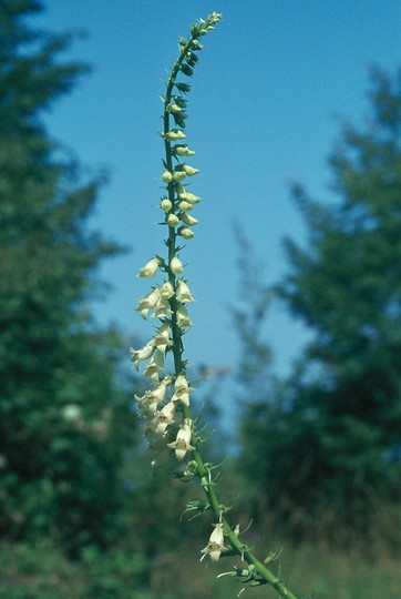 Digitalis lutea