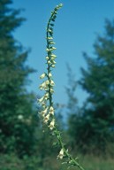 Digitalis lutea