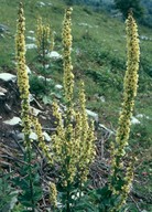 Verbascum nigrum