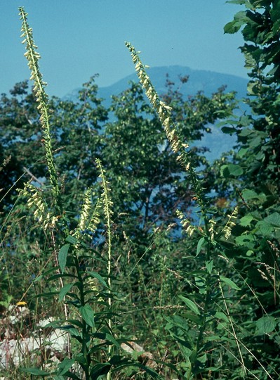 Digitalis lutea