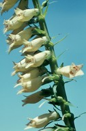 Digitalis lutea