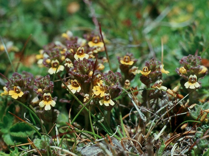 Euphrasia minima