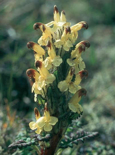 Pedicularis oederi