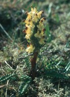 Pedicularis oederi