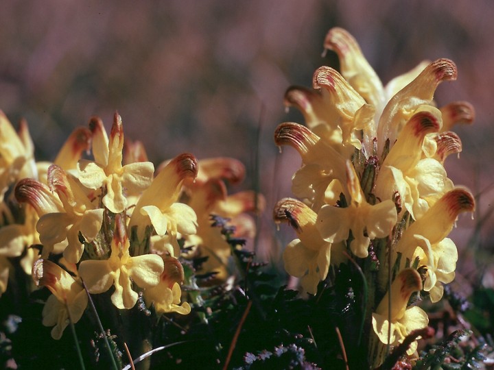 Pedicularis oederi