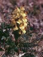 Pedicularis oederi