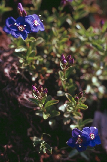 Veronica fruticans