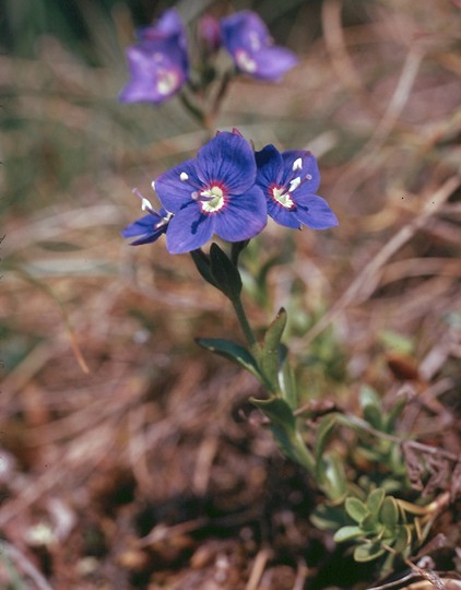 Veronica fruticans