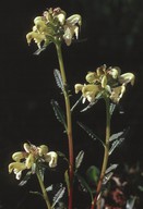 Pedicularis lapponica