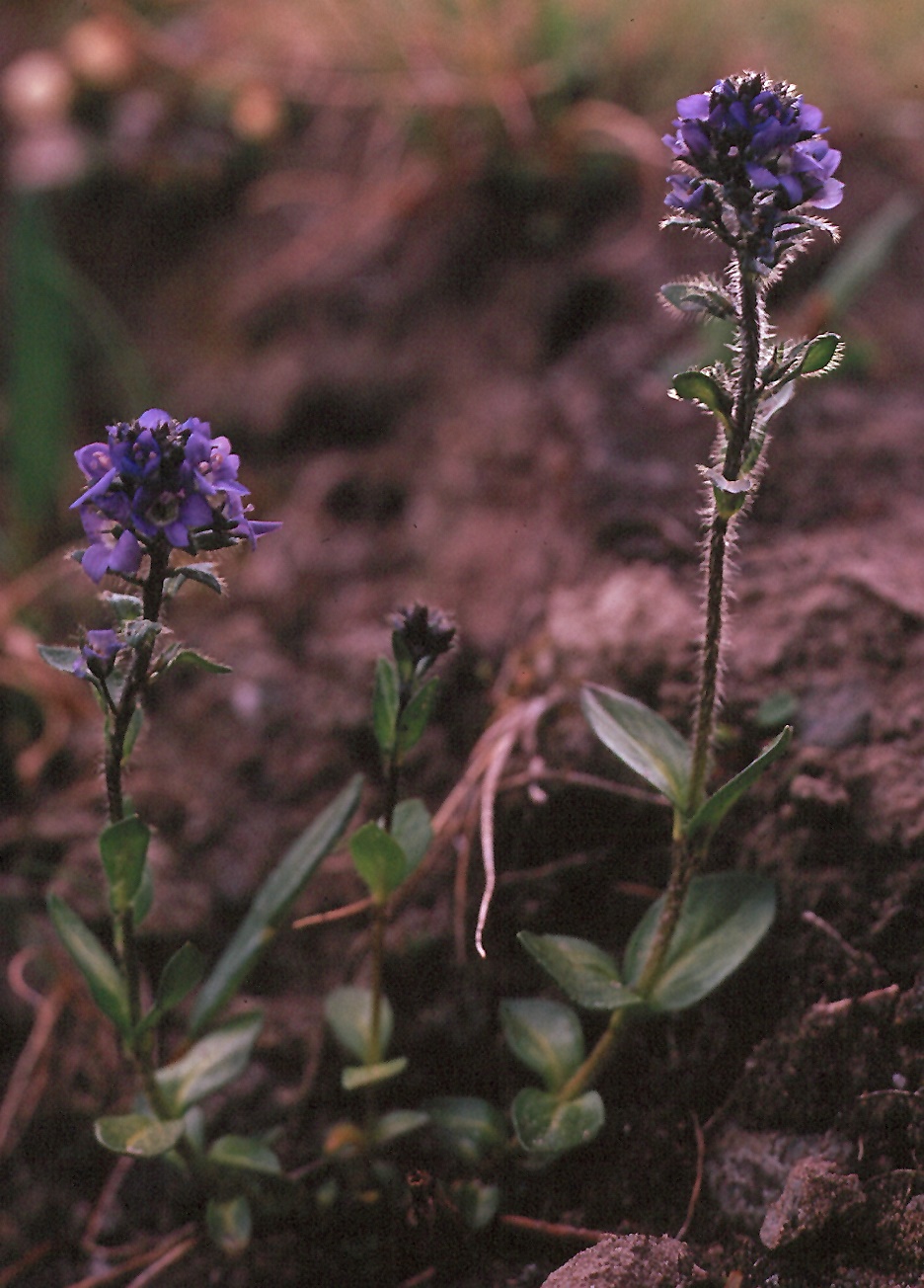 Veronica alpina ssp. pumila