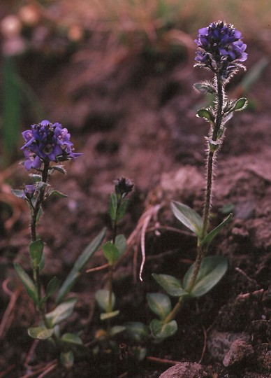 Veronica alpina ssp. pumila