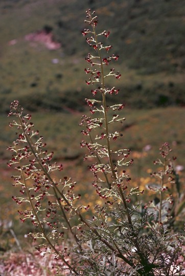 Scrophularia hoppei