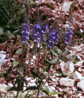 Veronica teucrium