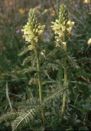 Pedicularis comosa