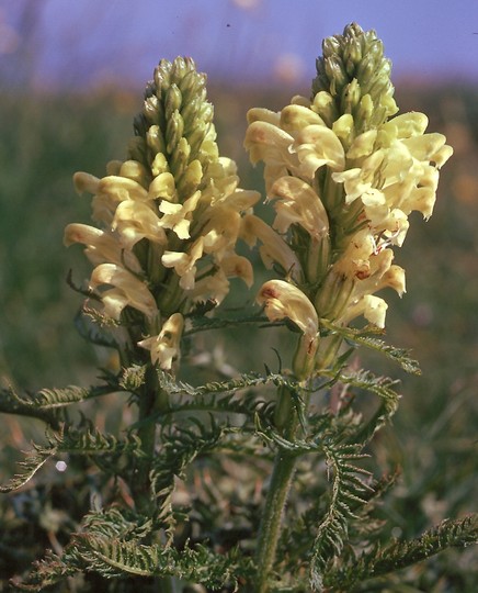 Pedicularis comosa