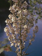 Verbascum lychnitis var. album