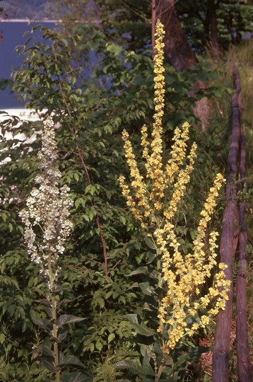 Verbascum lychnitis var. album