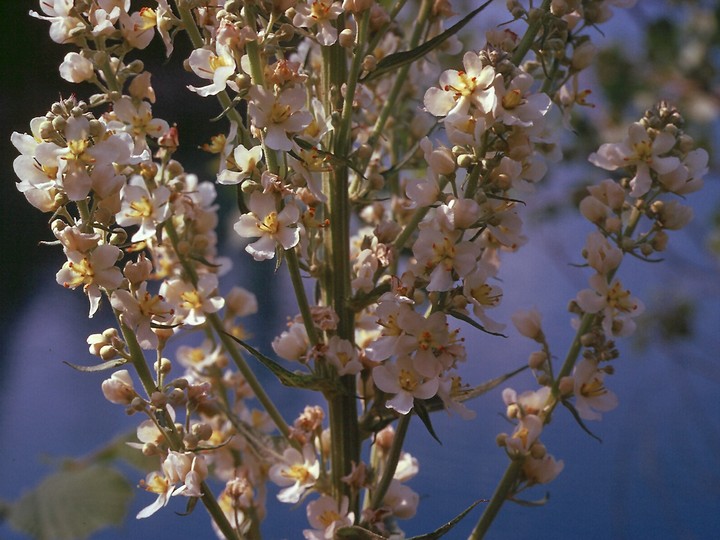 Verbascum lychnitis var. album