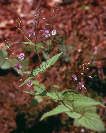 Veronica urticifolia