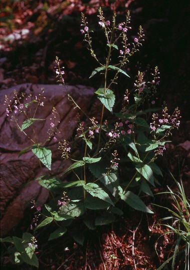 Veronica urticifolia