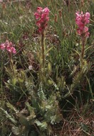 Pedicularis rostrato-spicata