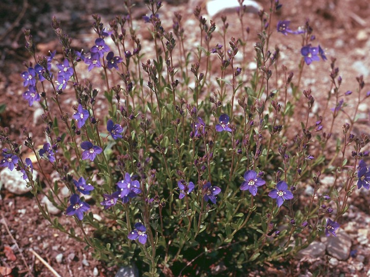 Veronica fruticans