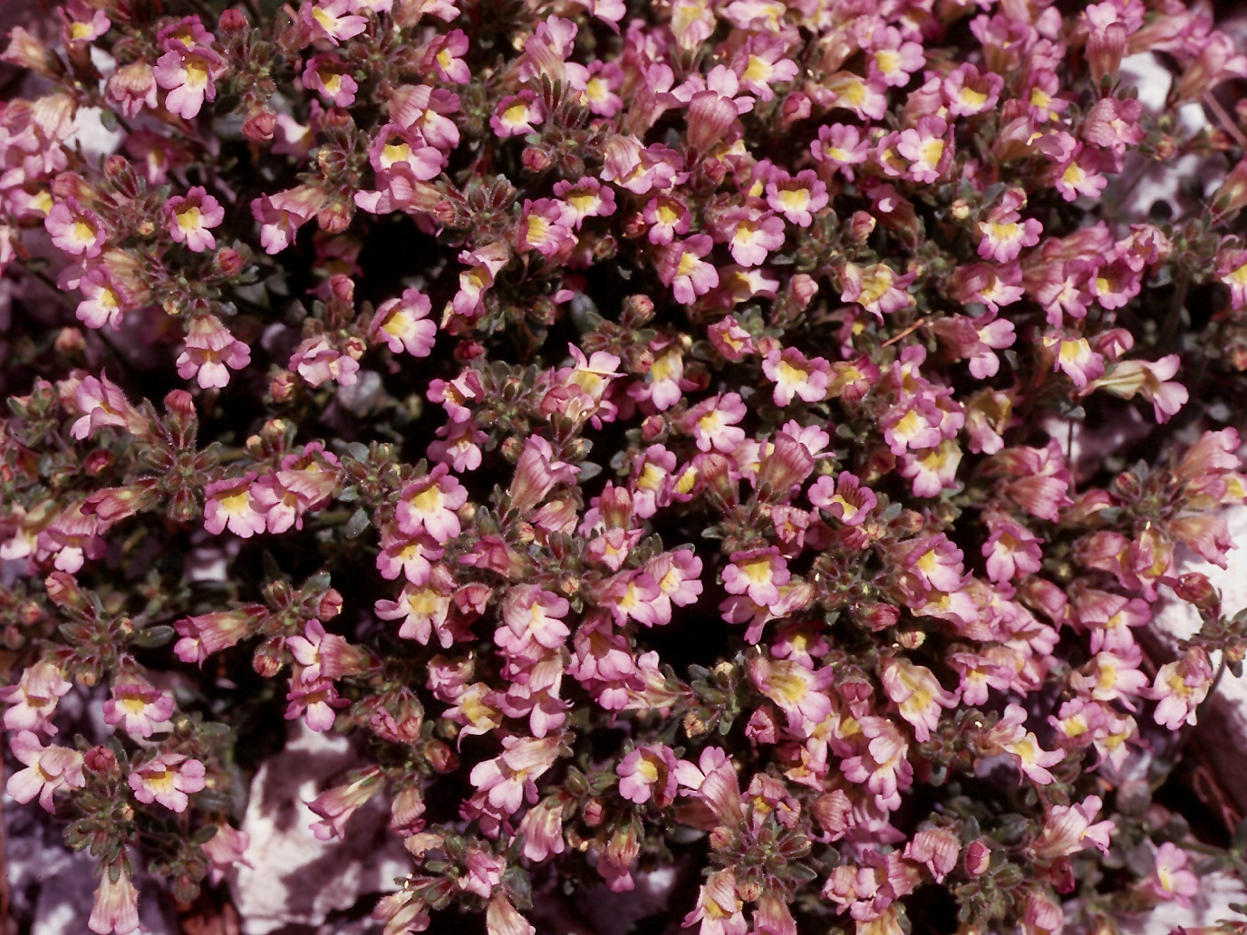 Chaenorrhinum origanifolium