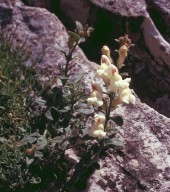 Anthirrinum sempervirens