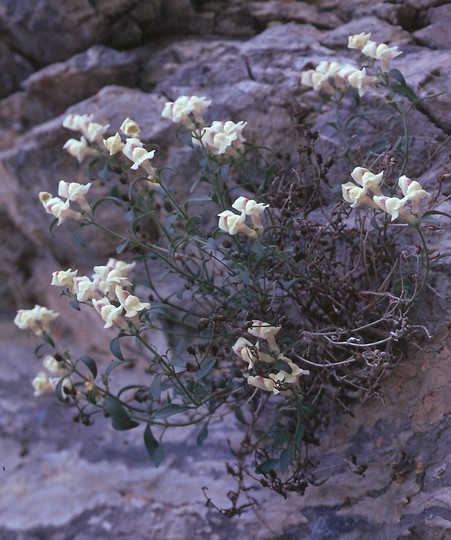 Anthirrinum sempervirens