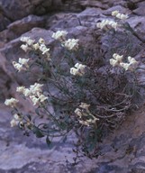 Anthirrinum sempervirens