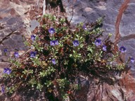 Veronica fruticans