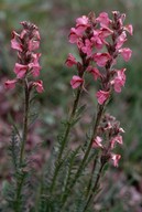 Pedicularis rostrato-spicata