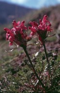 Pedicularis rosea