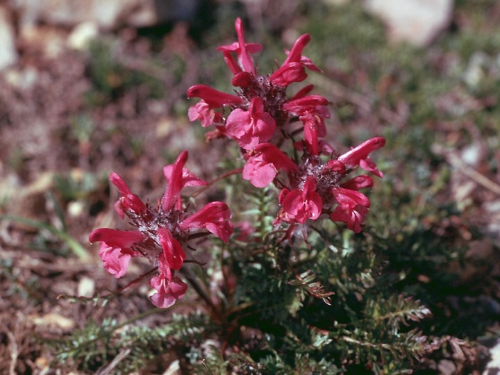 Pedicularis rosea