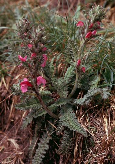 Pedicularis gyroflexa