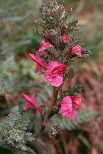 Pedicularis gyroflexa