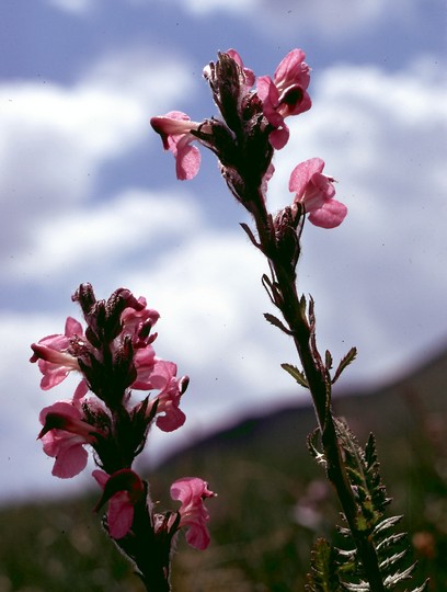 Pedicularis rostrato-spicata