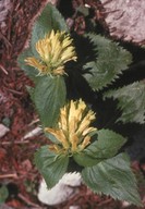 Paederota lutea