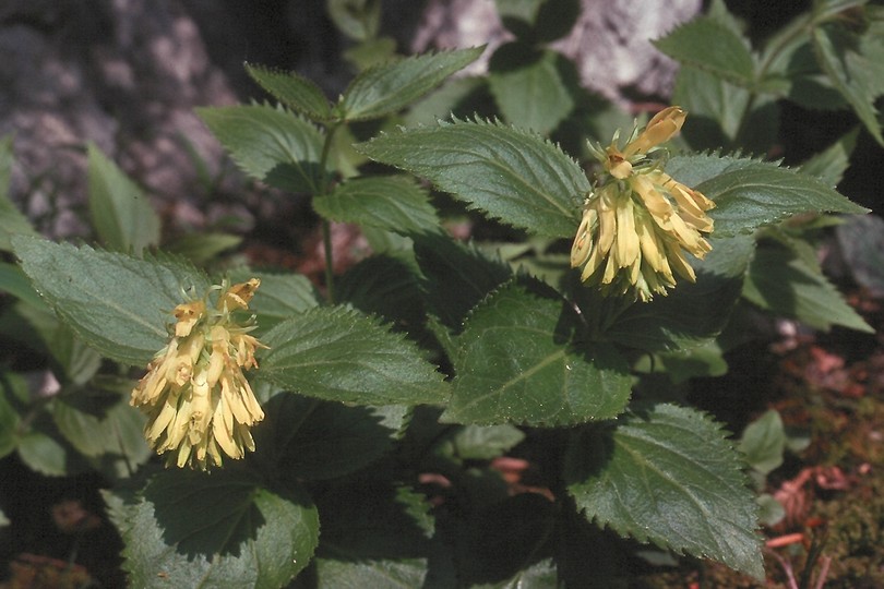 Paederota lutea