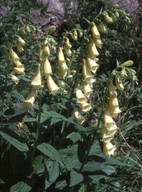 Digitalis grandiflora