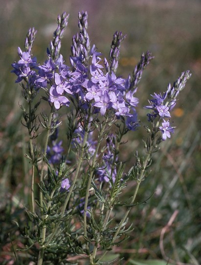 Veronica jaquinii