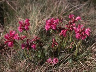 Pedicularis rostrato-capitata