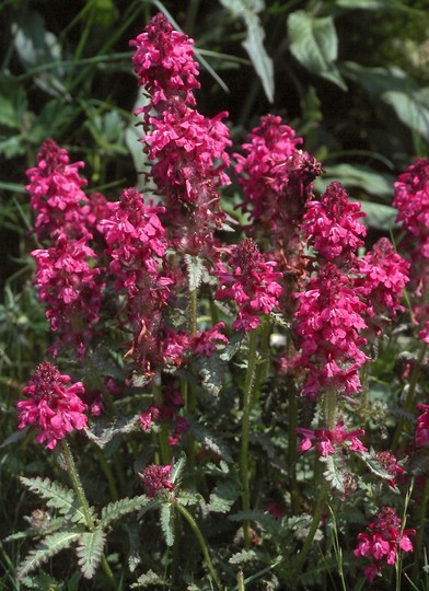 Pedicularis verticillata