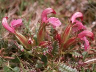 Pedicularis portenschlagii