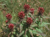 Pedicularis recutita