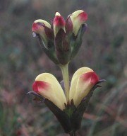 Pedicularis sceptrum-carolinum